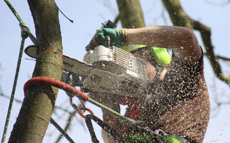 Bomen snoeien / kappen
