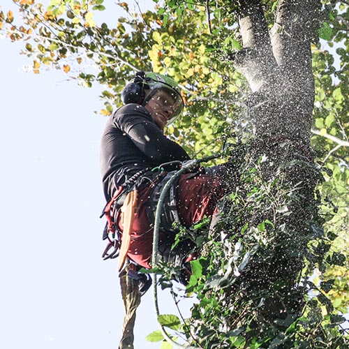 Hielke Engeltjes Boomspecialist