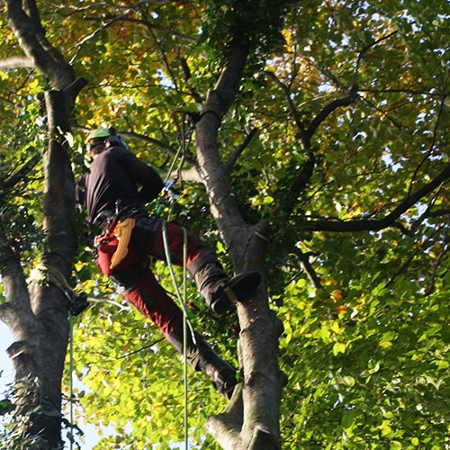 Hielke Engeltjes Boomspecialist