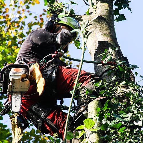 Hielke Engeltjes Boomspecialist