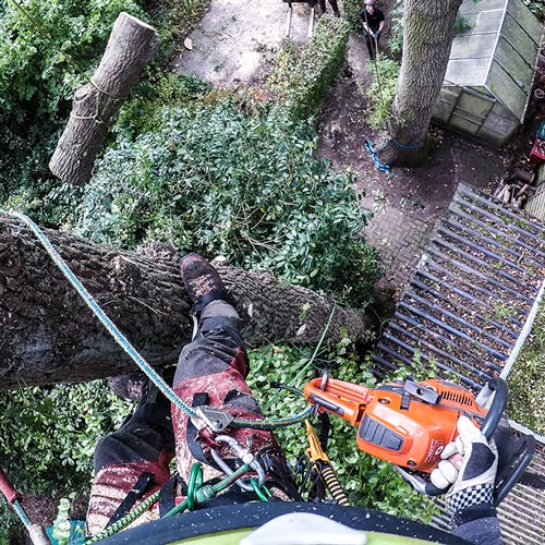 Hielke Engeltjes Boomspecialist