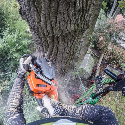 Hielke Engeltjes Boomspecialist