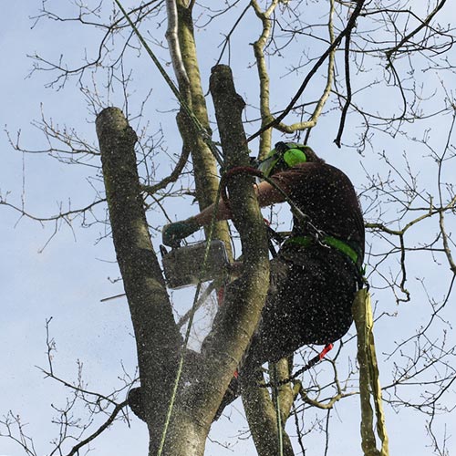 Hielke Engeltjes Boomspecialist