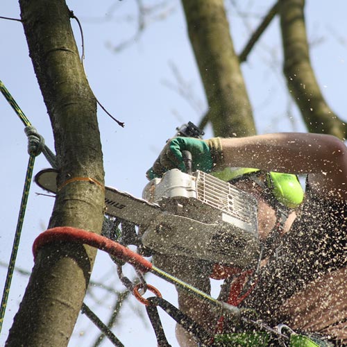 Hielke Engeltjes Boomspecialist