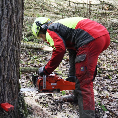 Hielke Engeltjes Boomspecialist